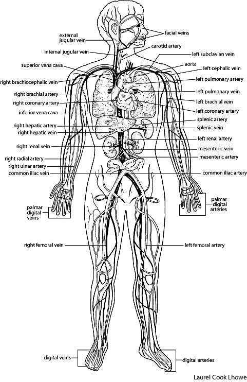 circulatory system worksheet. circulatory system for kids